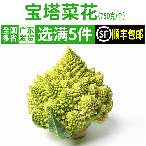 新鲜宝塔菜如何保存？（营养宝塔图片）