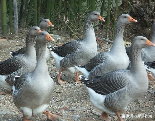 白大鹅头和雁鹅头区别？（雁鹅 营养）