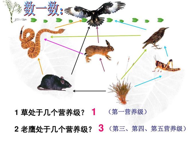 知高营养级求低营养级怎么算？（营养级是什么意思）