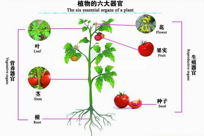 植物六大器官包括什么都有什么作用？（属于植物营养器官的是）