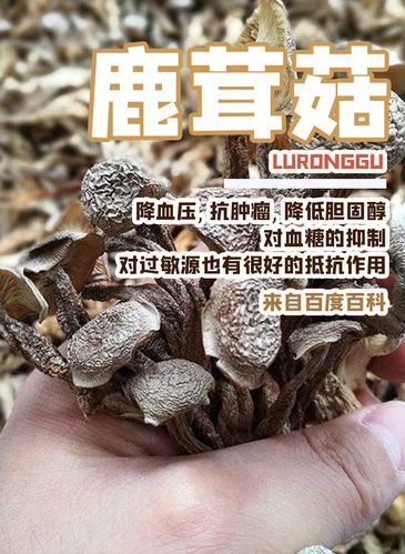 鹿茸菇羊肚菌那个营养价值最高？（鹿茸片营养）