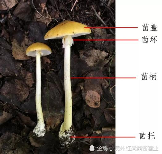 蘑菇菌棒的生长周期分别是什么？（蘑菇菌营养）