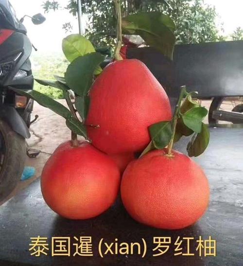 泰国红心柚子种植技术？（泰国红心柚子营养）