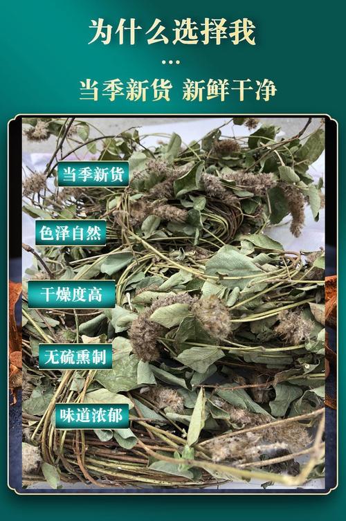 羊香草是什么植物？（香草营养成分）