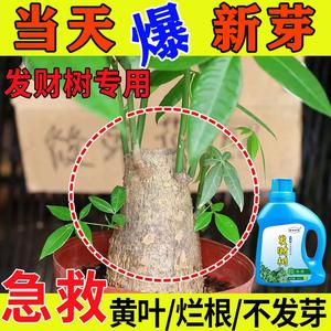 发财树营养液可以养别的植物吗？（发财树专用营养液）