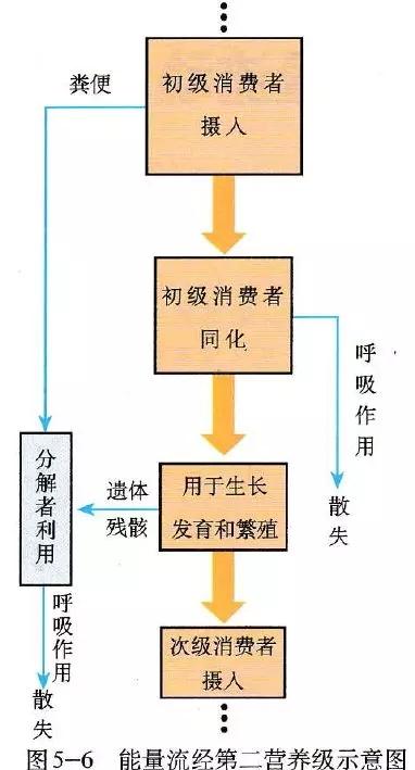 生态系统中能量流动逐级递减的原因是（）A．各营养级的生物因呼吸而消耗相当大的一部分能量B．各营养？（营养消耗）