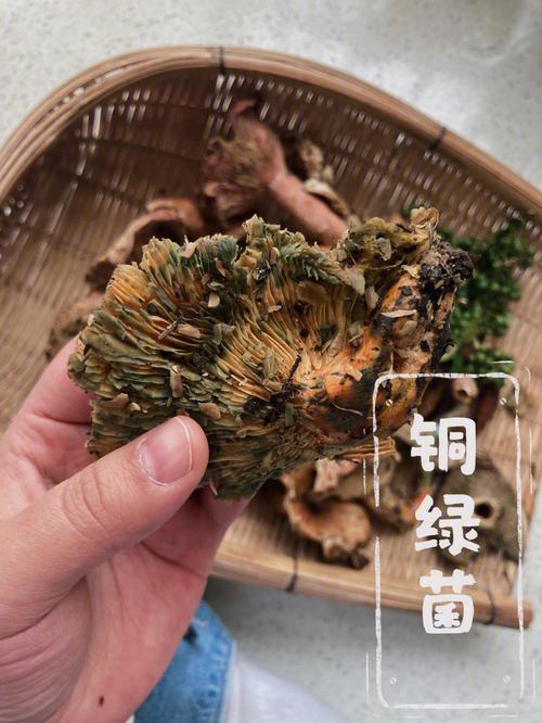 铜绿菌全称？（铜绿菌的营养价值）