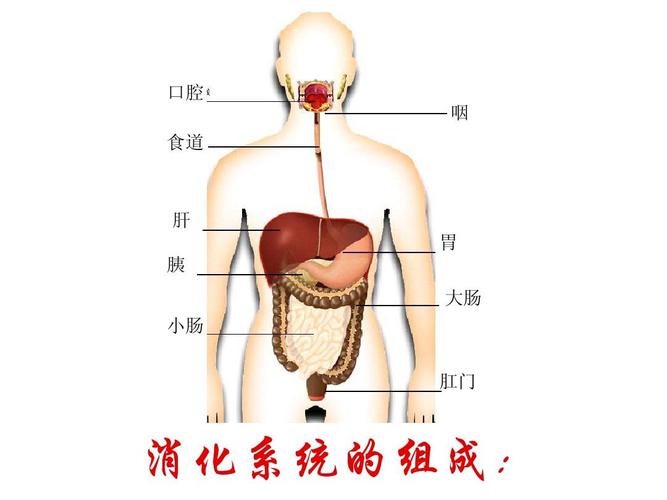 请问人体营养的吸收是靠大肠还小肠还是胃？先谢谢？（营养是小肠吸收的吗）