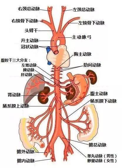 人体当中最多最大最重要的管道是什么？（营养下肢的动脉主干）