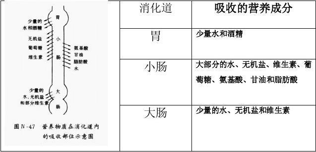 吸收营养物质最多的是大肠还是小肠？（小肠食物吸收营养）