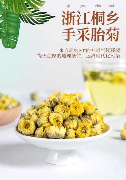 杭白菊和胎菊哪个贵？（胎菊营养）