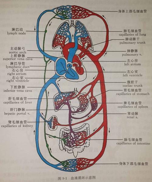 与左心室相连的血脉是什么？（营养心的动脉为）