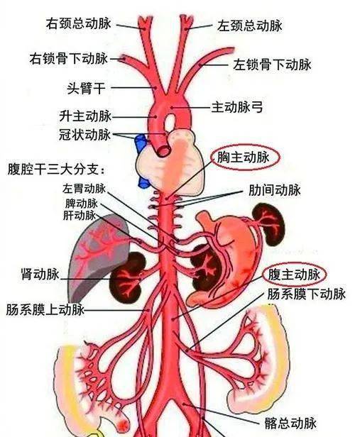 心脏动脉突然破裂的原因是什么？（营养心的动脉）