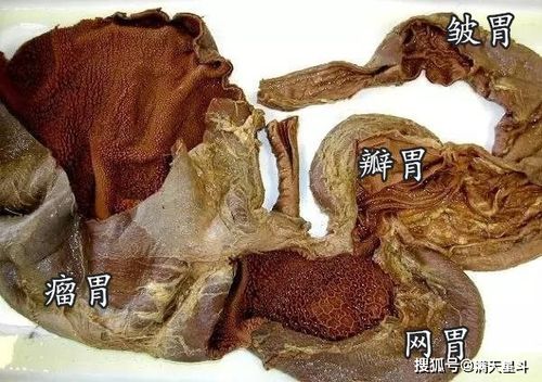 反刍动物的四个胃:瘤胃、网胃、瓣胃和皱胃，有什么不同？（动物营养报告）