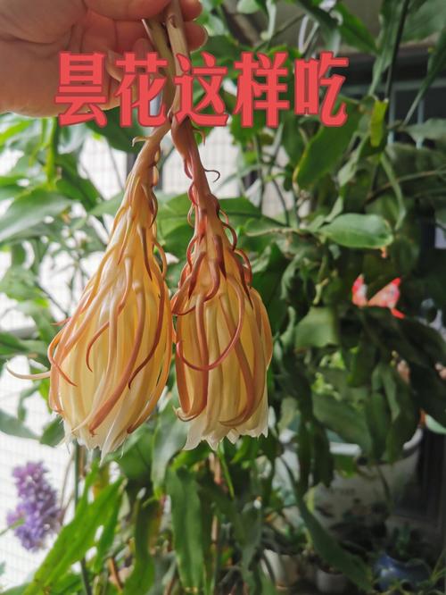 昙花的食用价值？（昙花营养）