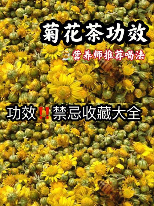 菊花脑的营养价值及食用方法？（菊花茶的营养价值）