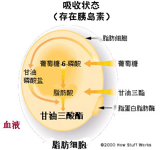 血管壁由蛋白质脂肪和什么构成？（细胞营养物质）