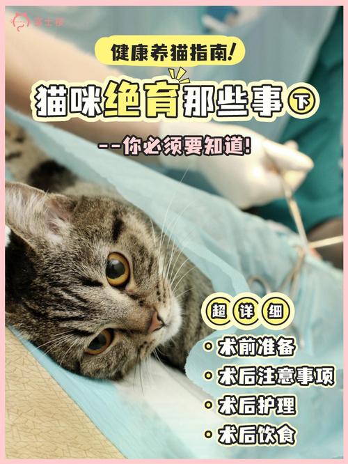 猫绝育好如何补充营养，猫绝育后如何补充营养？（做完爱吃什么补充营养）