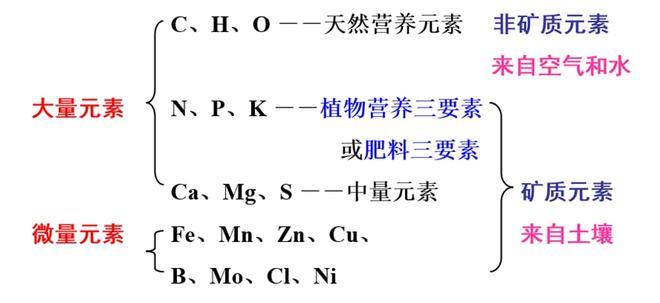 大量元素，主要元素，基本元素，最基本元素。帮忙解释区别一下？（植物必需的营养元素）