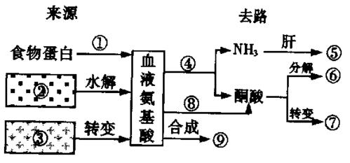 血液营养物质怎么到达细胞的？（吸收营养的细胞）