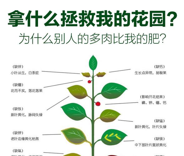 植物的营养在哪里（植物的营养来自哪里）