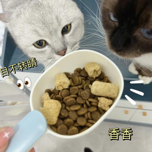 光吃猫粮营养够吗（光吃猫粮营养能跟上嘛）