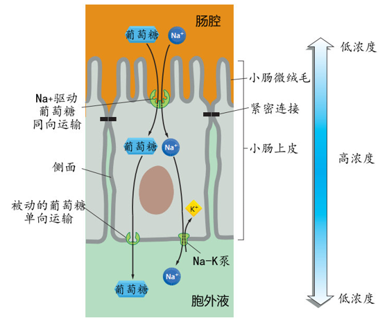 怎么可以让小肠吸收营养（怎样促进小肠吸收）