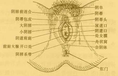 老年外阴营养不良症状（老年性营养不良的症状表现）