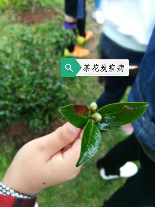 茶花缺营养需要什么营养（茶花缺锌的表现是什么症状）