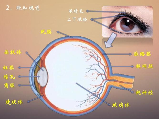 角膜组织的营养来源（角膜的营养从哪里来）