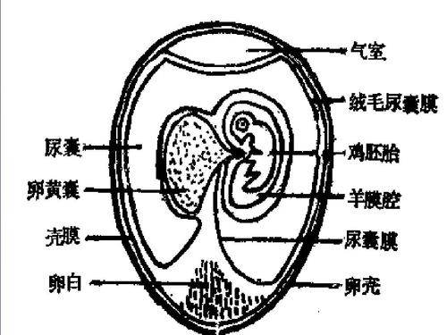 营养鸡坯（鸡胚营养）