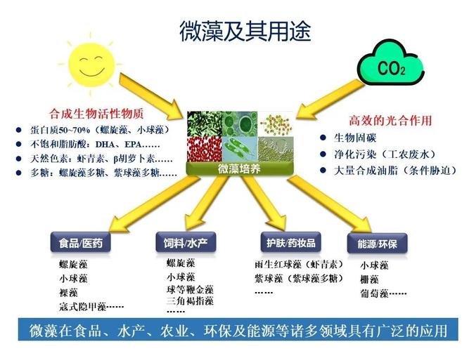 微藻需要哪些营养（微藻是什么）