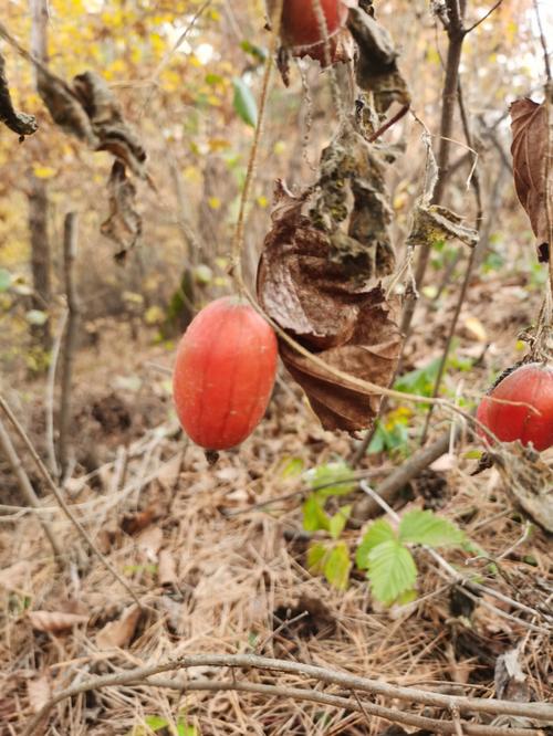 山屎瓜营养（山屎瓜的药用价值）