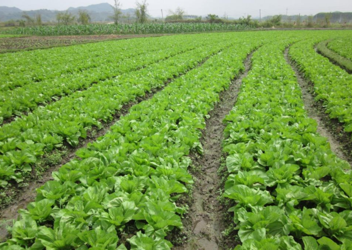 肉芥菜营养价值（肉芥菜种植施肥耕种方法）