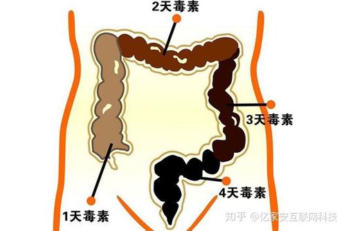 晚上身体吸收营养么（晚上身体会代谢掉多少体重）