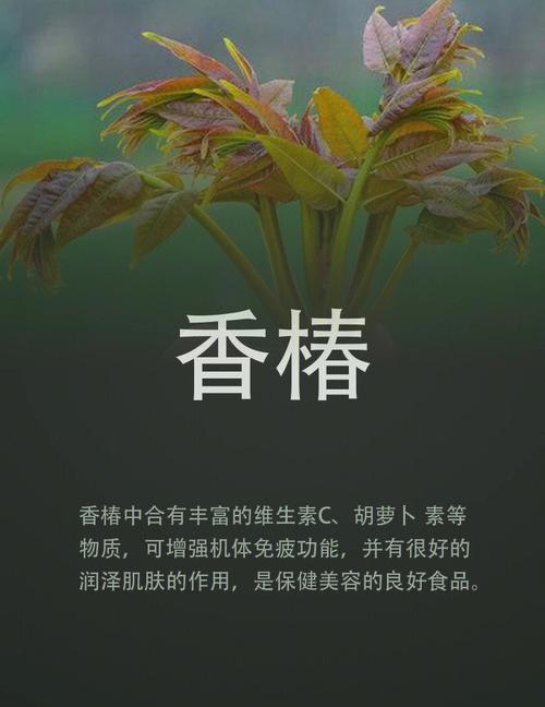 香椿的营养和禁（香椿有何营养）