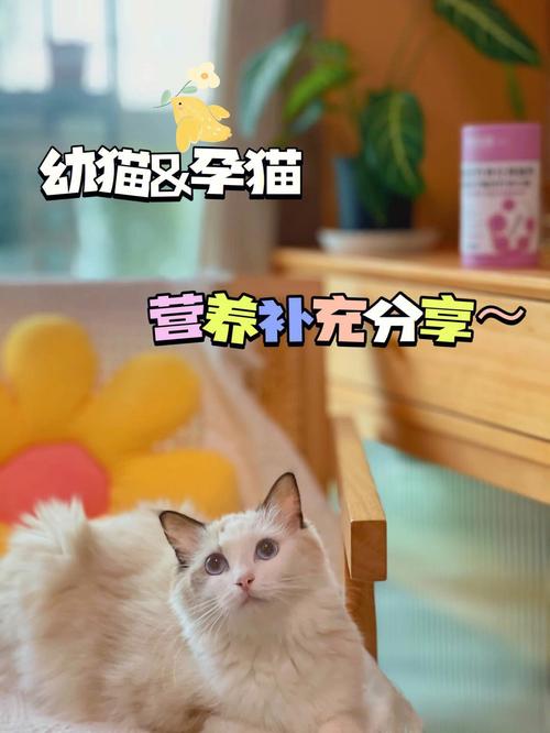 猫怀孕多久补充营养（猫怀孕期间需要补充营养吗）