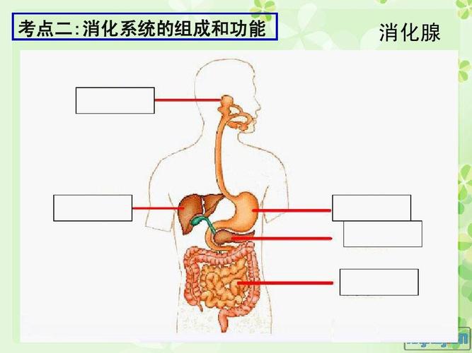 吸收营养靠哪个器官（吸收营养靠什么器官）