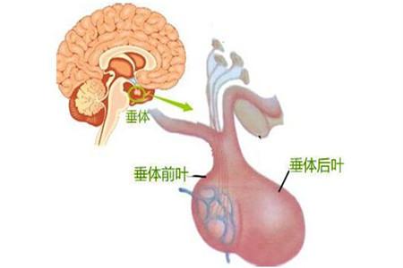 怎样营养脑垂体（怎样补脑垂体）