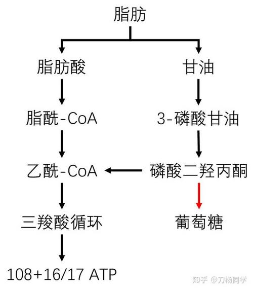 脂肪营养代谢与健康（脂肪代谢对机体的意义）