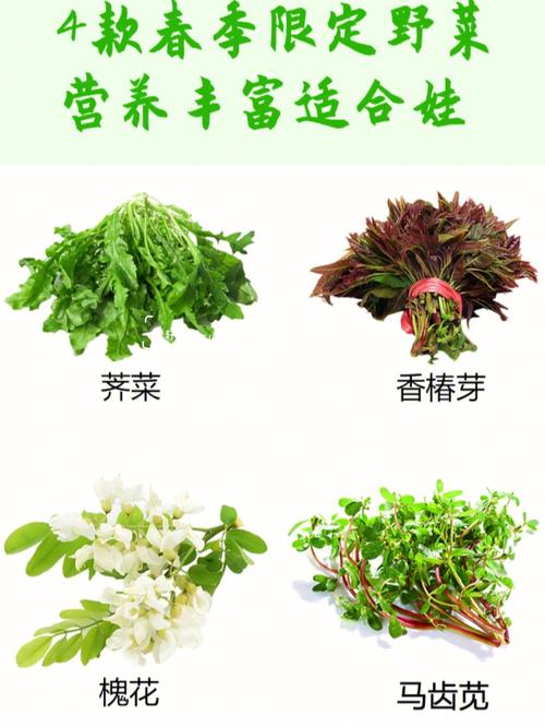 野菜有营养吗（野菜有什么营养特点）