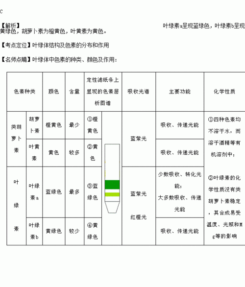 叶绿素有什么营养（叶绿素有营养吗?）