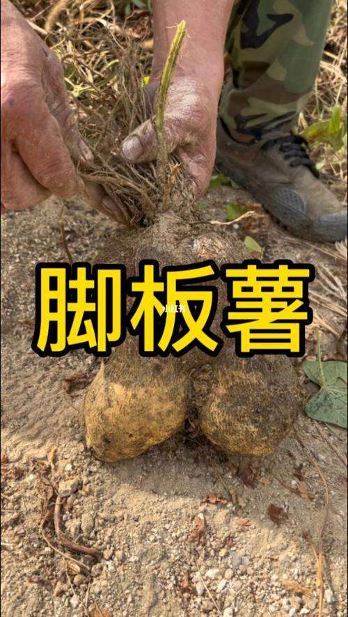 脚板薯营养成分（脚板薯有什么营养）