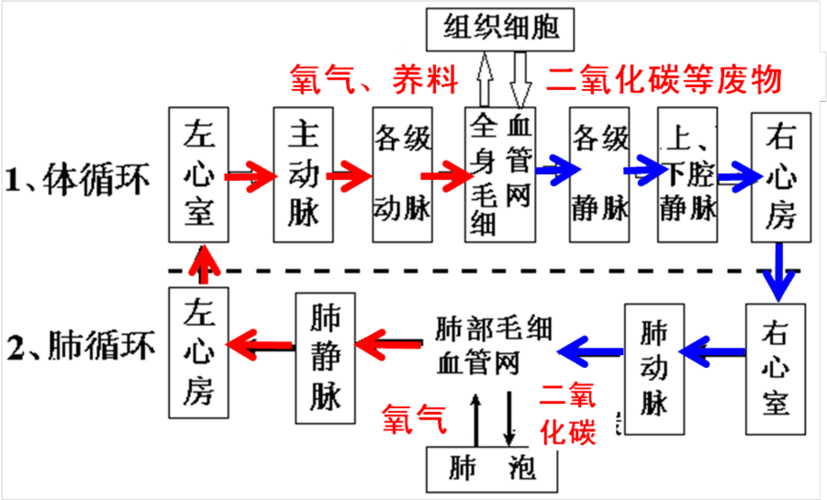 肺的营养循环（肺循环养料变化）