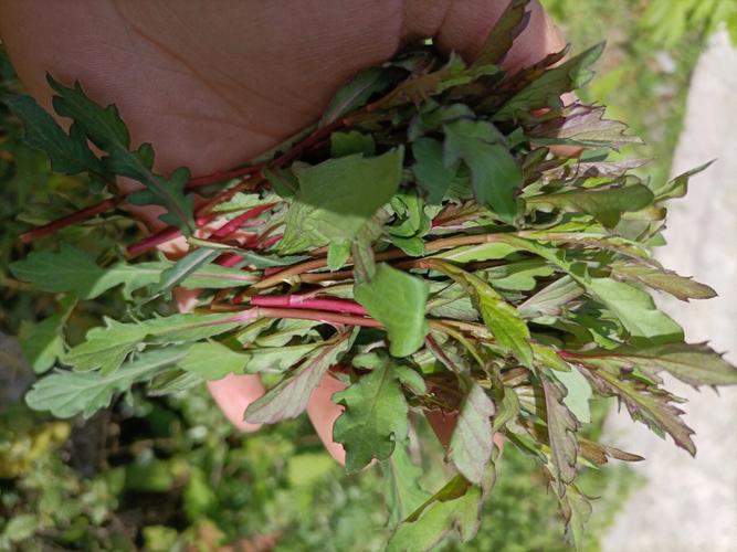 野菜油碟子的营养（油勺子野菜功效）