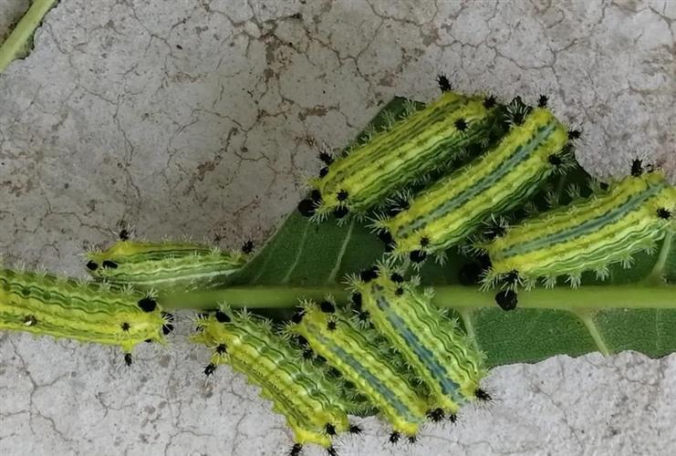 刺蛾幼虫营养价值（刺蛾幼虫药用价值）