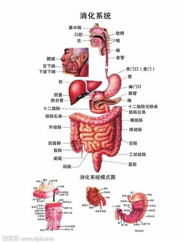 人体能吸收营养的器官（人体吸收营养的器官是哪个器官）