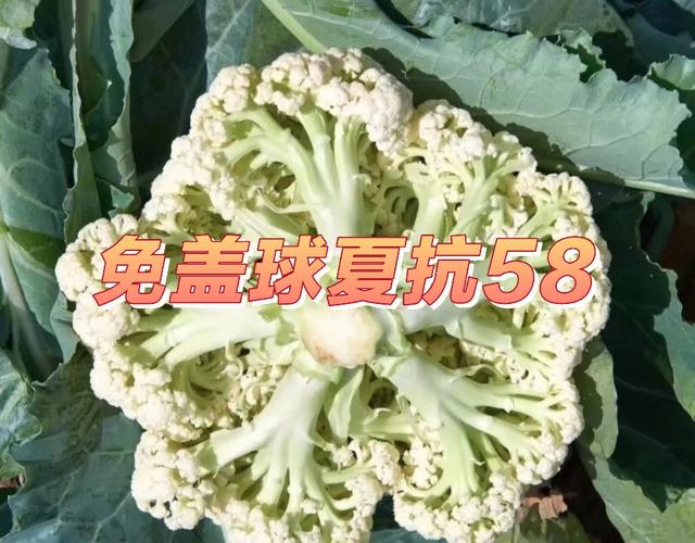 松花菜营养及功效（松花菜别名）