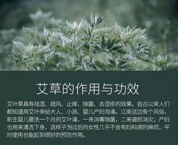 嫩艾草的营养（嫩艾草的营养成分表）