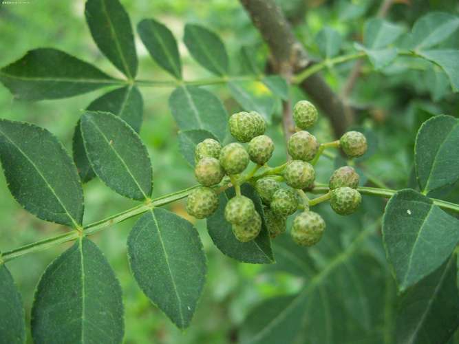 花椒叶的营养（花椒叶的功效与作用点）